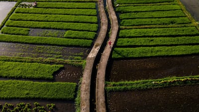 A paddy field in Lhoknga, part of Indonesia's Aceh province. AFP