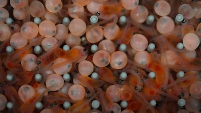 Hatched salmon with yolk sacs swim alongside unhatched eggs at the Atlantic Sapphire Bluehouse indoor salmon farm in Homestead, Fla. , Wednesday, June 28, 2023. The company's system relies on an uncommon feature of the groundwater near the warehouse's location: Salmon need both fresh and salt water, and both are found nearby. (AP Photo / Rebecca Blackwell)