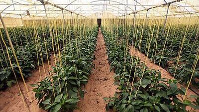 Plans are under way to increase water efficiency in agriculture, above, fit water-saving devices to residential and public buildings and cut "wasteful" landscape use