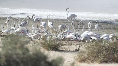 Readers are all praise for the UAE's wildlife conservation efforts. Antonie Robertson / The National
