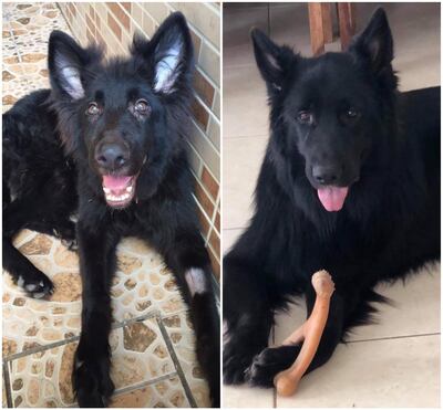 Kate Lindley cites rescuing Swaidan as one of the reasons she started Shepherd Rescue Arabia.