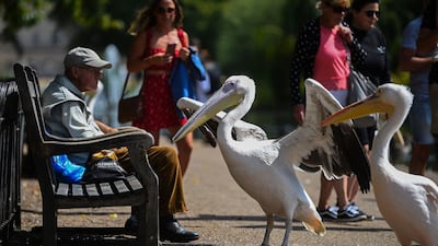 Pelicans approach a person on a bench in St James's Park in London, Britain. PA via AP