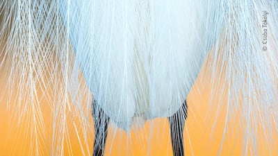 Dressed for dawn, Csaba Tokolyi, Hungary. Tokolyi had been in a hide all night photographing nocturnal species and their activities, but as the golden light of dawn reflected on the surface of the water, an egret in wonderful breeding plumage stopped close by. The elongated scapular feathers covered the bird as if it was wearing a gown. Csaba Tökölyi / Wildlife Photographer of the Year