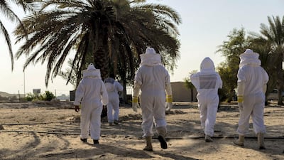 The apiary just outside of Abu Dhabi holds 100 hives. Chris Newbould / The National