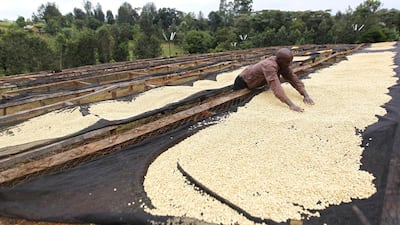 A farmer dries coffee beans at a factory in Kienjege. Kenyan coffee is cultivated on about 170,000 hectares with more than 600,000 small scale farmers each owning less than two hectares. There are 3,270 estates with farms of between two to 20 hectares. Thomas Mukoya / Reuters