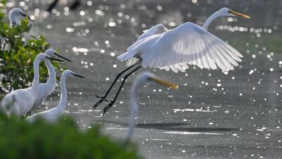 An egret takes flight in Banda Aceh, Indonesia. AFP