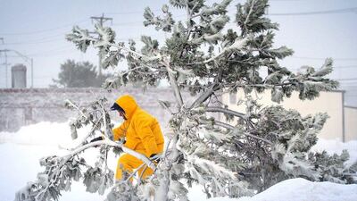 A man emerges from the snow beyond a pine twisted from heavy winds near Nantasket Beach in Hull, Massachusetts. AP Photo/The Quincy Patriot Ledger, Gary Higgins