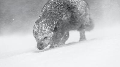 Gold medal, Black and White: rare blue morph arctic fox, Iceland, by Vince Burton, UK.