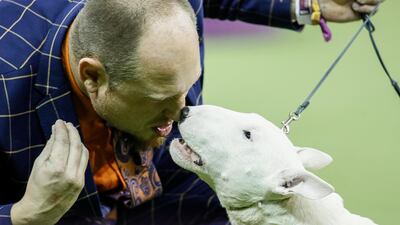 Coaching: A miniature bull terrier competes during 144th Westminster Kennel Club dog show. AP
