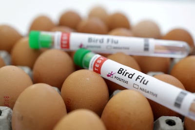 Cases of bird flu in mammals have doubled, according to the most recent data. Reuters