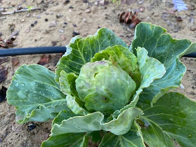 A cabbage grown by Anu Ranade, who says we should all be able to harvest our own food, for at least four or five months of the year. Courtesy Anu Ranade