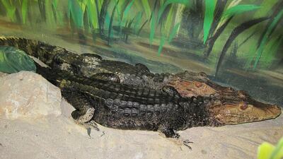 The American Dwarf Crocodiles are on show at Al Ain Zoo’s reptile house. It also hosts the largest crocodile species on the planet. Courtesy Al Ain Zoo