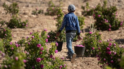 A villager harvests Damascene roses