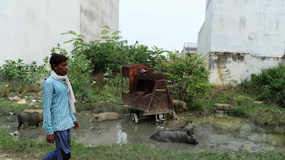 An Indian man walks past pigs bathing on a muddy puddle in Gonda district, in the Indian state of Uttar Pradesh. Sajjad Hussain / AFP