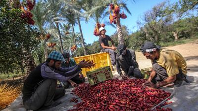 Palestinians sort red dates in baskets, in Deir al Balah town, the central Gaza Strip. The Gaza Strip annual season of collecting red dates, one of the most important products of the agricultural sector, began at the end of September and is expected to continue till December. According to local figures, there are 250,000 palm trees in the Gaza Strip, only 150,000 are bearing fruits, with annual production of 12,000 to 15,000 tons of red dates. Farmers, however, are facing regular issues related to storing and exporting their production in light of border closure and the Israeli restrictions imposed on exported quantities from the enclave. EPA