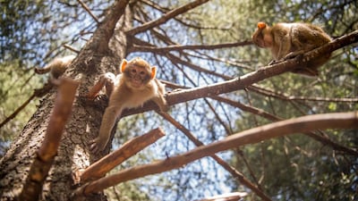 A Barbary macaque climbs down a tree near the Moroccan town of Azrou, in the Atlas Mountains. Fadel Senna / AFP