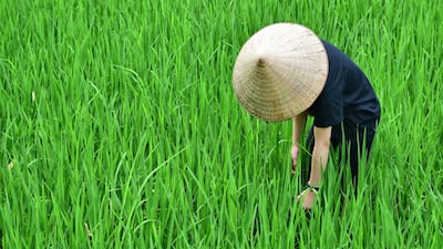The hats are still worn by Vietnamese youth in farming communities. Courtesy Ronan O'Connell