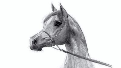 Horses are beloved by people across the Middle East, including the Ruler of Dubai.