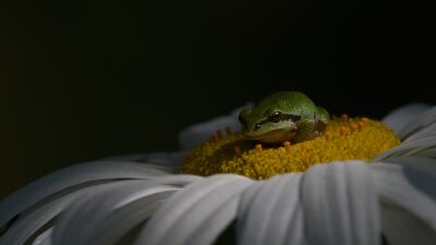 Gold medal, Behaviour — Amphibians and Reptiles: Pacific tree frog, Canada, by Shayne Kaye, Canada.