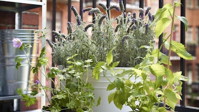 Socker. Courtesy of Ikea