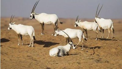 A herd of Arabian oryx wanders the desert dunes.