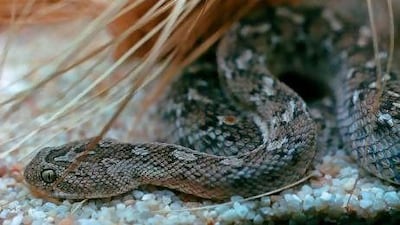 The aggressive saw-scaled viper, one of five dangerous species of snakes in Dubai, has sparked warnings from the municipality.