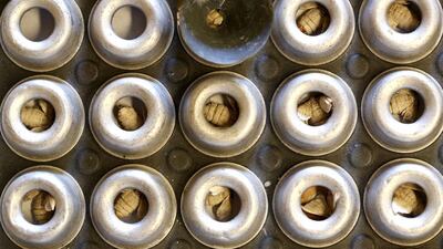 Silkmoths that have hatched out of their cocoons at the CRA research unit in Padua. Alessandro Bianchi / Reuters