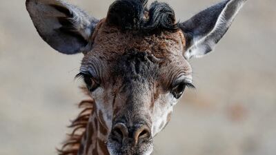 A newborn giraffe roams an enclosure with its herd at the Cincinnati Zoo and Botanical Garden. AP Photo