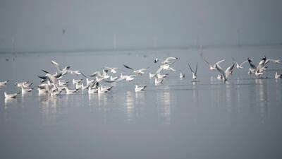 Migratory birds also make routine stops here