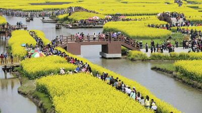 Tourists visit rapeseed field to see the blossoms in spring at Qianduo rapeseed field in Taizhou city, in eastern China’s Jiangsu province. AP