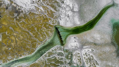 Highly commended: Veins of the Tides, Abdullah Alsheikh