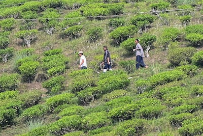 Voters walk through a tea garden to the polling stations for casting their votes during the second phase of voting of India's general election in Darjeeling on April 26, 2024. (AFP)