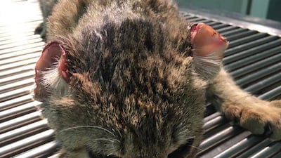 The cat, now named Bob, was found in a pool of blood by a woman close to her residence in the early hours of the morning. Photo courtesy: The City Vet Clinic