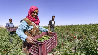 Last year, Mr Hamadi's group launched Kidchen, a farmers' co-operative that grows vegetables on about eight hectares of nearby land.
