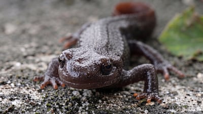 The Himalayan salamander lives in mountain ponds and grows up to 20cm long. Photo: Rahul Shankar