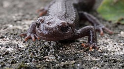 The Himalayan salamander lives in mountain ponds and grows up to 20cm long. Photo: Rahul Shankar