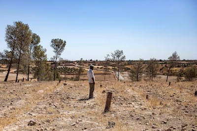Trees chopped down at Tabqa Reserve near Jaabar, in Syria's north-eastern Raqqa province. AFP