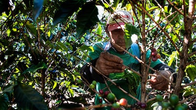 A coffee plantation in Heredia, Costa Rica. Exports continue to be a key driver of the country's economy. AFP