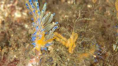 This is the first realistic image of Sakureolis kirembosa, which made it into the de facto authority guide on Indo-Pacific nudibranch. Courtesy Dragan Petkovic