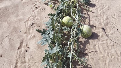 Bitter gourd. Photo: Dave Aplin at the Sharjah Botanic Garden