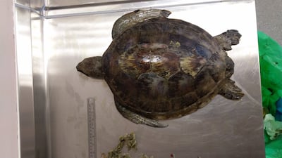 Fishing debris, including rusted fragments of fishing traps, are potentially lethal.