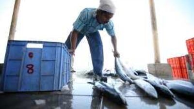 Despite efforts by the Environment Agency - Abu Dhabi, there is still a shortage of fish in the UAE's waters.