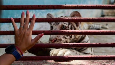 A white tiger lifts its paw towards a woman's hand at Cuba's National Zoo, in Havana, which is struggling with a shortage of food, fuel and staff. AFP