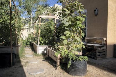 Mohammed Al Dhuhouri's organic home food garden. Antonie Robertson / The National