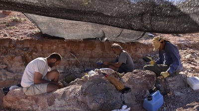 Researchers say the plant-eating dinosaur weighed the equivalent of more than 14 African elephants, or about 100 tonnes, and stretched up to 40 metres in length. Museo Egidio Feruglio / AFP Photo