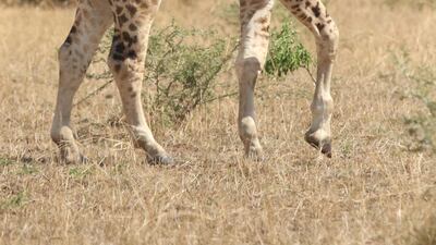 Gimli was discovered on the other side of Africa to Nigel. Reuters