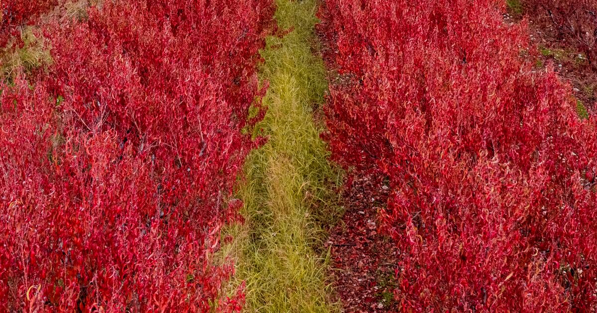 Lebanon from above: the dream world of Rami Rizk | The National