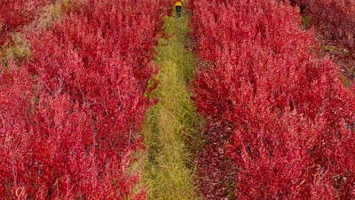Autumnal countryside in West Bekaa, Lebanon. Photo: Rami Rizk