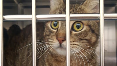 Omar is a male tabby domestic short hair