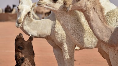 Camels compete in the beauty pageant of the annual King Abdulaziz Camel Festival in Rumah. AFP
